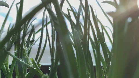 Dolly motion. Slowmotion. Closeup raindrops on the grass shining in the morning 動画素材 129403913