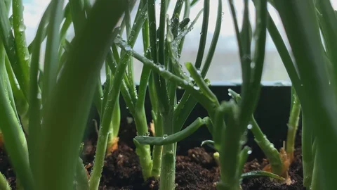 Dolly motion. Slowmotion. Closeup raindrops on the grass shining in the morning 動画素材 129403957