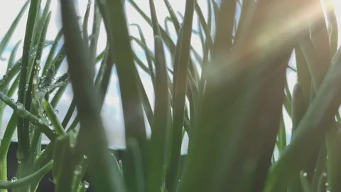 Dolly motion. Slowmotion. Closeup raindrops on the grass shining in the morning Stock Footage 129404204