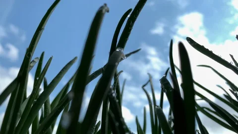 Dolly motion. Slowmotion. Silhouetted herbs against  background of blue sky. Stock Footage 129404148