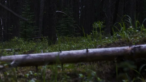 Dolly motion time lapse grassy forest moing behidn log Stock Footage 96903043