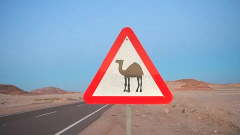 Dolly motion of warning road sign with dromedary camel crossing the desert with Stock Footage 254180948