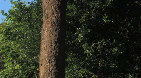 Dolly Mountains Stock Footage 951522