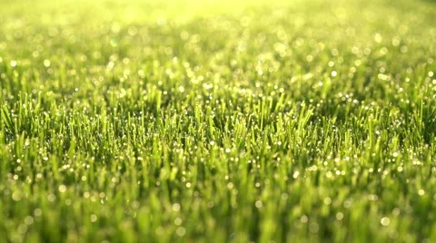 Dolly move dewdrops on grass 4k Stock Footage 62259390