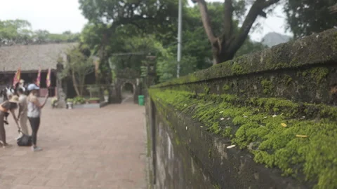 Dolly move forward moss wall Видео 290076014