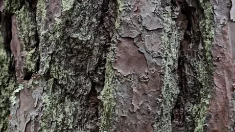 Dolly move inside pine forest, capturing trunks in a mystical, wild atmosphere. Stock Footage 304583968