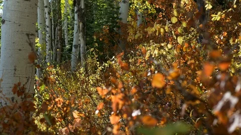 Dolly move through shrubs to sun light in forest Fall, Utah. Video stock 99517796