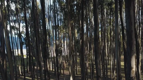 Dolly move through trees, Cusco Peru - South America Video stock 119284940