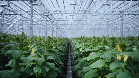 Dolly Movement above Rows of Cucumber Plants Video stock 313503657