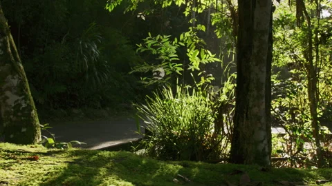 Dolly movement along road through a forest in Australia in natural sunlight with Stock Footage 199457714