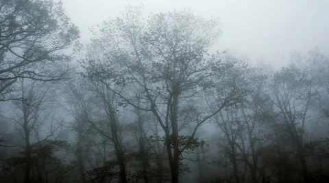 Dolly mystical forest 01 Stock Footage 951625