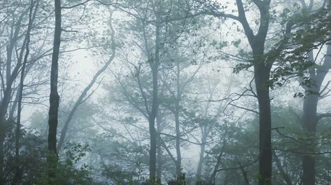 Dolly mystical forest 02 Stock Footage 951808