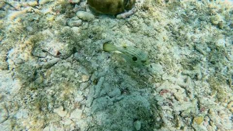Dolly in to a Narrow-lined puffer fish or Arothron manilensis gliding above Vídeo Stock 321346362