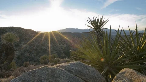 Dolly Night Sky Time Lapse of Joshua Tree in California Stock Footage 85299741