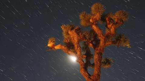 Dolly Night Sky Time Lapse of Joshua Tree in California Stock Footage 85318235