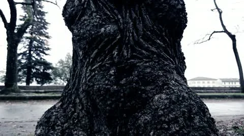 Dolly Into an Ominous Tree Stock Footage 12340850