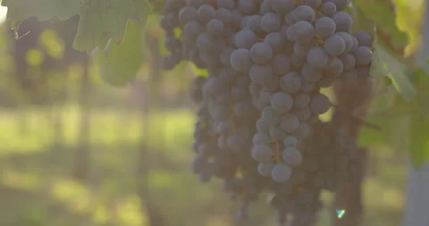 Dolly out of blue grapes hanging in the vineyard in the sunshine Stock Footage 219612374