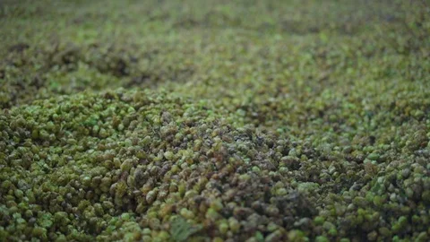 Dolly In / Out on Freshly Picked Brewing Hops from the Farm, 1080p HD Stock Footage 86876124