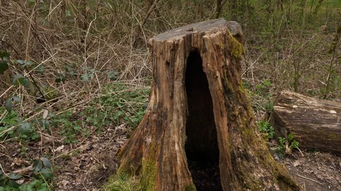 Dolly out of a hole in a tree trunk Stock Footage 127599354