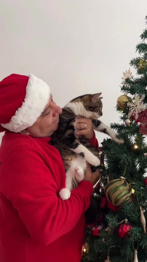 Dolly out of man holding kitten by Christmas tree Stock Footage 340275339