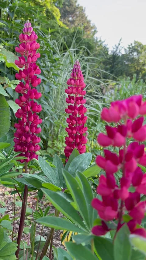 Dolly out shot from the back to the red lupines in the foreground Stock Footage 312015710