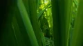 dolly out shot through green leaves close up 4k or 4k+ Resolution