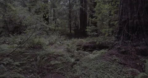 Dolly Out Shot through tight vegetation and huge trees of a lush Redwoods Forest Stock Footage 137428287