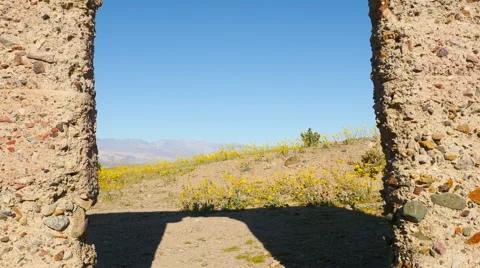 Dolly Pan of Abandon Ashford Mill &amp; Wildflowers  Daytime  - Death Valley Stock-Footage 61108239