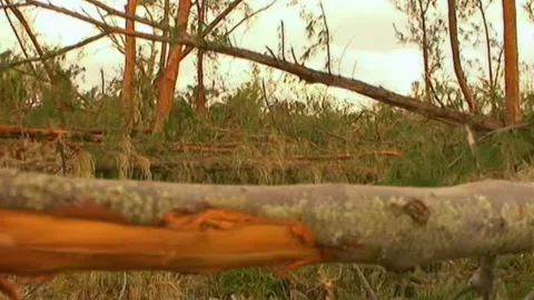 Dolly Pan Across Torn Down Trees After Hurricane Wilma Stock Footage 291000536