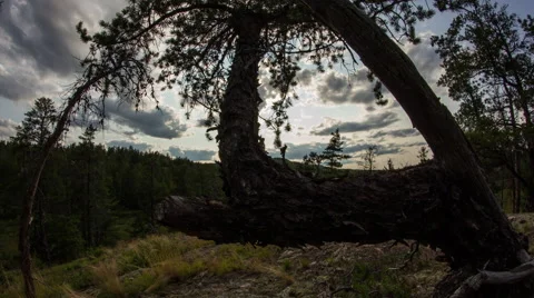 Dolly past scraggly pine while sun sets Stock Footage 40450672