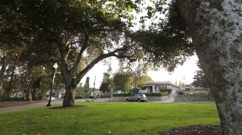 Dolly past tree - kid on scooter Video stock 40387225