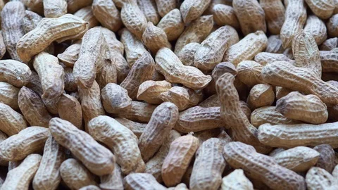 Dolly peanut dried in the sun. Stock Footage 101732649