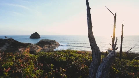 Dolly pull away shot of pacific ocean at sunset with tree and foliage Stock Footage 76920638