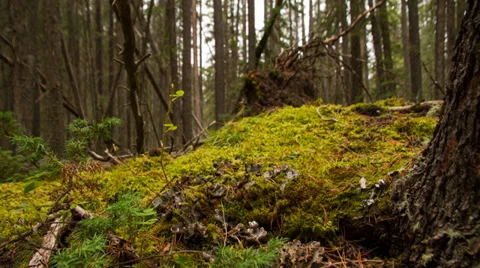 Dolly pull back shot of trees in the forest Stock-Footage 33194591