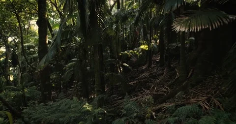 Dolly Pull Through Tropical Jungle Rainforest with Palm Trees &amp; Sunflares Stock Footage 83629014