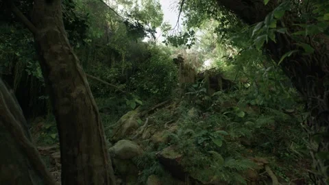 Dolly Pull Through Tropical Jungle Rainforest With Palm Trees and Sunflares Stock Footage 259669178