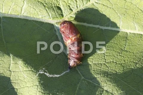 Dolly (pupa)future insect Stock Photos