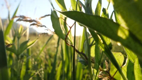 Dolly push through tall grass in the nature revealing the beautiful sunset. Vidéo 155876747