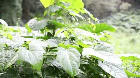 Dolly, Rain Forest, (Raining with Sound) Tropical Jungle Vídeo Stock 11756308