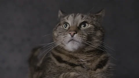 Dolly in on resting tabby cat startled by off-camera action Stock Footage 146973834