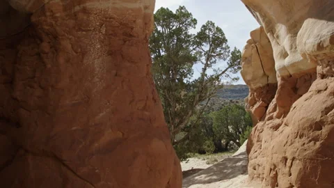 Dolly reveal of tree between red rock arch walls in Devil's Garden Escalante UT Vidéo 248569264