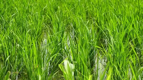 Dolly Rice fields in Bali Vídeos de archivo 72415280