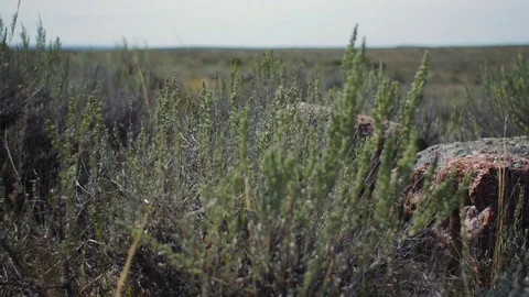 Dolly right close past pink rocks in grass and sage blowing in breeze Stock Footage 74724253