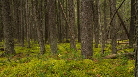 Dolly right movement of trees in the forest 스톡 동영상 33195182