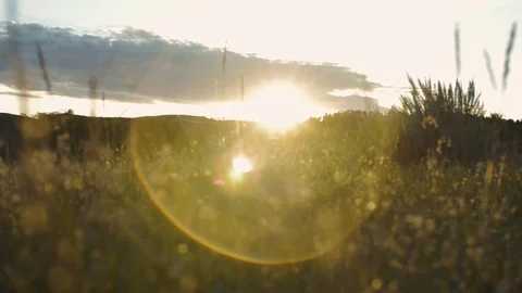 Dolly right through grass into setting sun with lens flare on prairie Stock Footage 74831029