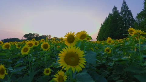 Dolly Right Through Sunflower Field at Akebonoyama Park Chiba Japan at Sunset Stock Footage 341699371