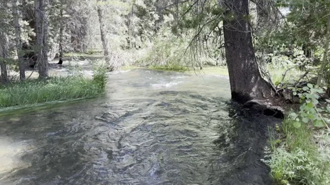 Dolly Right Through Trees to a River Stock Footage 245838598