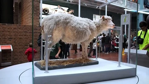 The Dolly sheep, Edinburgh Stock Footage 83252998
