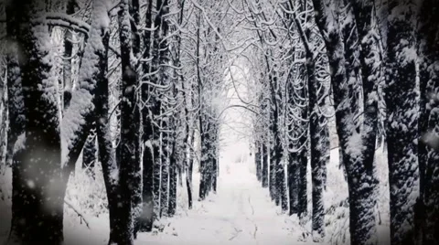 Dolly shoot of Winter in the park. Stock Footage 56040378