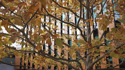 Dolly Shot 4K Autumn Tree Leaves  in Front of Beautiful Architecture Building. Stock Footage 119447370